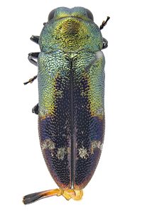 Neospades chrysopygia, PL2326B, male, from Malva weinmanniana, LE, 6.5 × 2.3 mm
